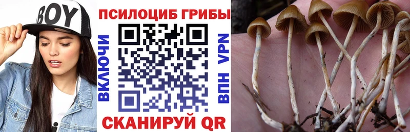 Галлюциногенные грибы Cubensis Сычёвка